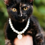 Котенок ВАНЕССА ищет дом!, Сочи