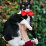 Котенок ВИНСЕНТ ищет дом!, Сочи